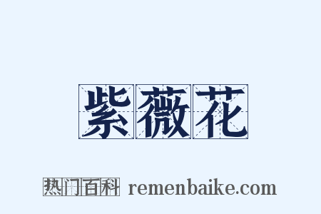 紫薇花是什么意思的图片